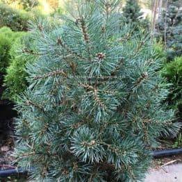 Сосна обыкновенная Нана Аргуто (Pinus sylvestris Nana Arguto) ФОТО Питомник растений Природа Priroda (77)