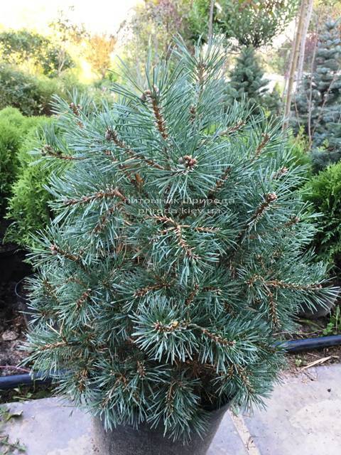 Сосна обыкновенная Нана Аргуто (Pinus sylvestris Nana Arguto) ФОТО Питомник растений Природа Priroda (77)