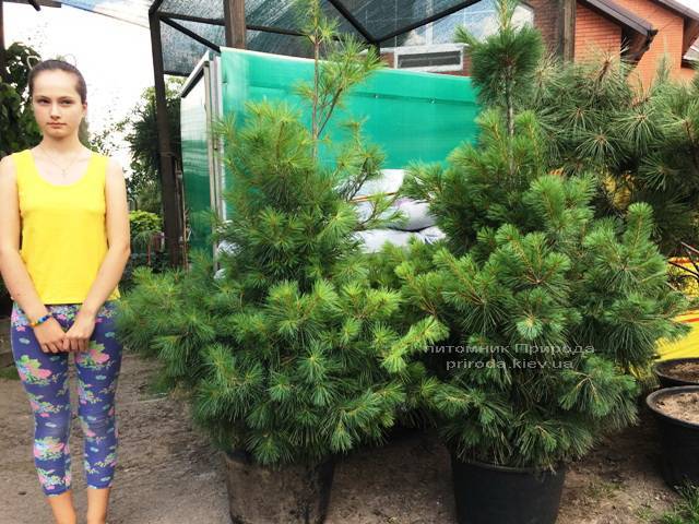 Сосна веймутова (Pinus strobus) ФОТО Питомник растений Природа Priroda (61)