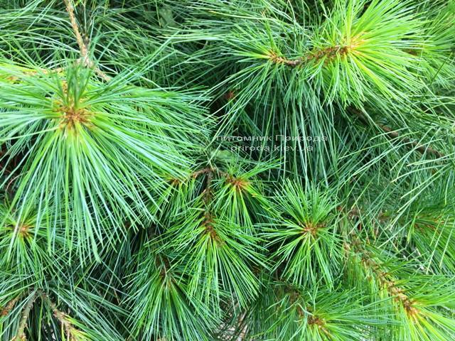 Сосна веймутова (Pinus strobus) ФОТО Питомник растений Природа Priroda (60)