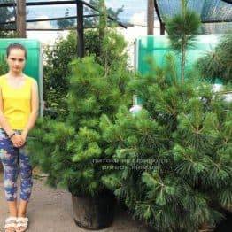 Сосна веймутова (Pinus strobus) ФОТО Питомник растений Природа Priroda (62)
