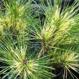 Сосна Веймутова (Pinus Golden Ghost) ФОТО Розплідник рослин Природа Priroda (98)