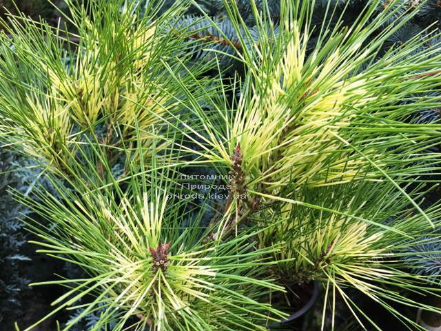 Сосна веймутова (Pinus Golden Ghost) ФОТО Питомник растений Природа Priroda (98)