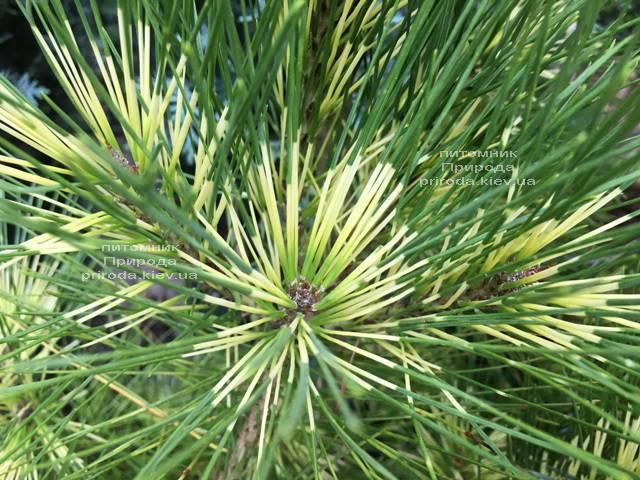 Сосна веймутова (Pinus Golden Ghost) ФОТО Питомник растений Природа Priroda (99)
