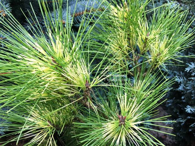 Сосна веймутова (Pinus Golden Ghost) ФОТО Питомник растений Природа Priroda (100)
