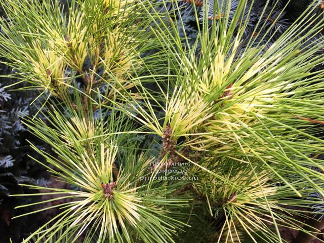 Сосна веймутова (Pinus Golden Ghost) ФОТО Питомник растений Природа Priroda (101)