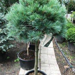 Сосна Веймутова Макопін (Pinus strobus Macopin) ФОТО Розплідник рослин Природа Priroda (93)