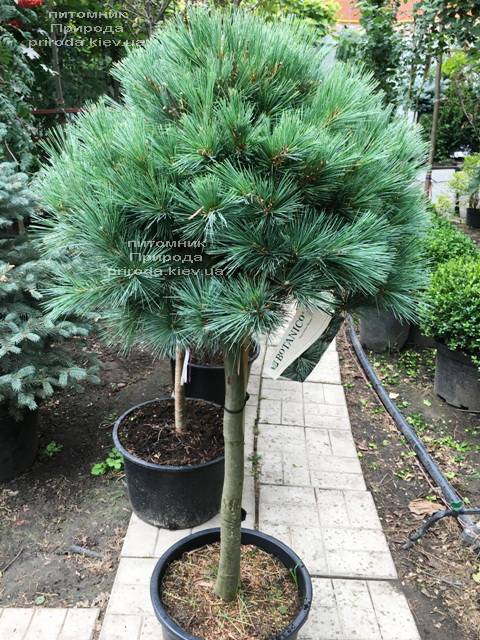 Сосна веймутова Макопин (Pinus strobus Macopin) ФОТО Питомник растений Природа Priroda (93)