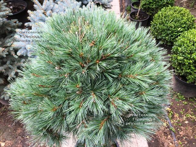 Сосна веймутова Макопин (Pinus strobus Macopin) ФОТО Питомник растений Природа Priroda (94)