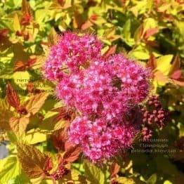 Спирея японская Меджик Карпет (Spiraea japonica Magic Carpet) ФОТО Питомник растений Природа Priroda (43)