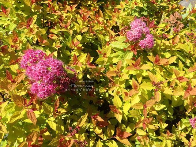 Спирея японская Меджик Карпет (Spiraea japonica Magic Carpet) ФОТО Питомник растений Природа Priroda (44)