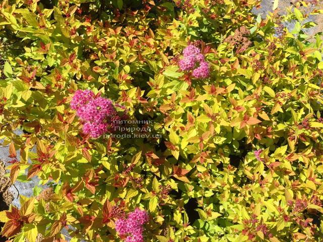 Спирея японская Меджик Карпет (Spiraea japonica Magic Carpet) ФОТО Питомник растений Природа Priroda (45)