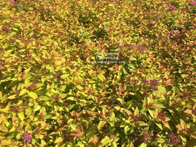 Спирея японская Меджик Карпет (Spiraea japonica Magic Carpet) ФОТО Питомник растений Природа Priroda (47)