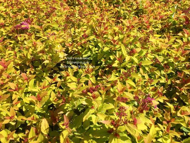 Спирея японская Меджик Карпет (Spiraea japonica Magic Carpet) ФОТО Питомник растений Природа Priroda (48)
