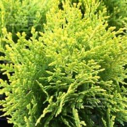 Туя восточная Ауреа Нана (Thuja orientalis Aurea Nana) ФОТО Питомник растений Природа Priroda (67)