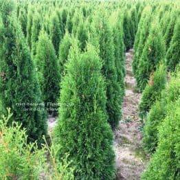 Туя західна Смарагд (Thuja occidentalis Smaragd) ФОТО Розплідник рослин Природа Priroda (77)