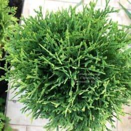 Туя західна Тіні Тім (Thuja occidentalis Tini Tim) ФОТО Розплідник рослин Природа Priroda (51)