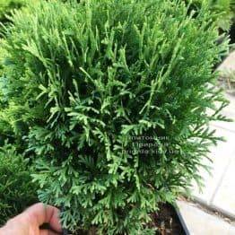 Туя західна Тіні Тім (Thuja occidentalis Tini Tim) ФОТО Розплідник рослин Природа Priroda (52)