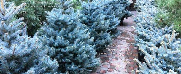 Ель голубая Блю Диамонд (Picea pungens Blue Diamond) ФОТО Питомник растений Природа Priroda (232)