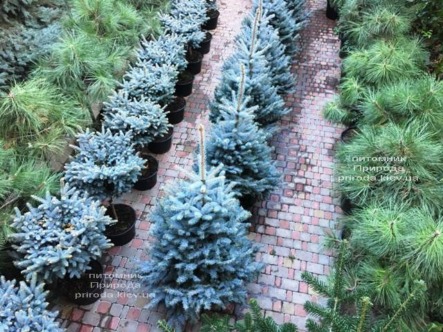 Ялина блакитна Блю Диамонд (Picea pungens Blue Diamond) ФОТО Розплідник рослин Природа Priroda (233)