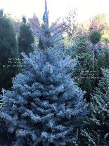 Ель голубая Блю Диамонд (Picea pungens Blue Diamond) ФОТО Питомник растений Природа Priroda (235)