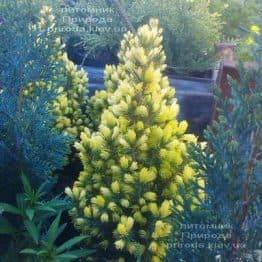 Ель канадская сизая Дэйзиз Уайт (Picea glauca Daisys White) ФОТО Питомник растений Природа Priroda (176)
