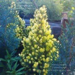 Ялина канадська сиза Дейзіз Уайт (Picea glauca Daisys White) ФОТО Розплідник рослин Природа Priroda (176)