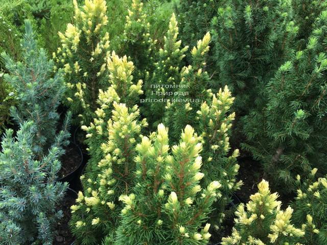 Ель канадская сизая Рейнбоуз Энд (Picea glauca Rainbows End) ФОТО Питомник растений Природа Priroda (164)