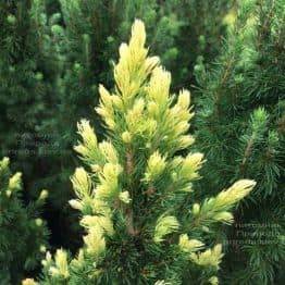 Ель канадская сизая Рейнбоуз Энд (Picea glauca Rainbows End) ФОТО Питомник растений Природа Priroda (167)