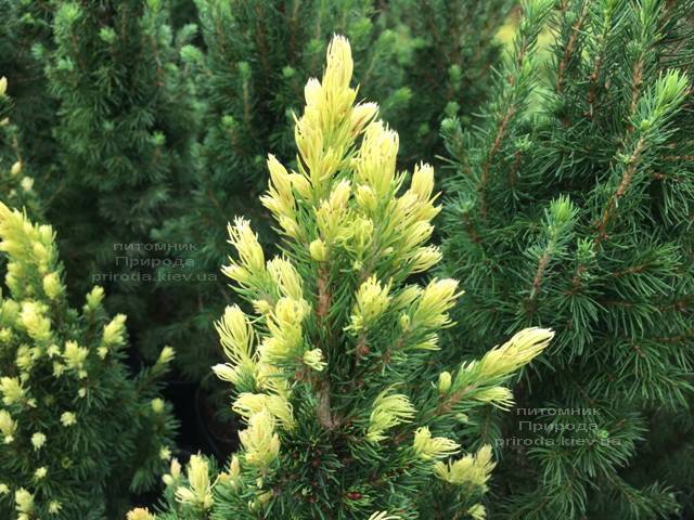 Ель канадская сизая Рейнбоуз Энд (Picea glauca Rainbows End) ФОТО Питомник растений Природа Priroda (167)