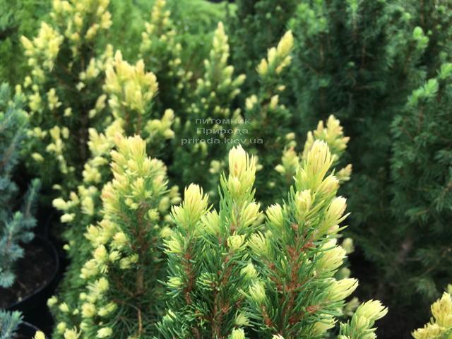 Ель канадская сизая Рейнбоуз Энд (Picea glauca Rainbows End) ФОТО Питомник растений Природа Priroda (175)