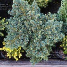 Ель колючая Вальдбрун (Picea pungens Waldbrunn) ФОТО Питомник растений Природа Priroda (224)