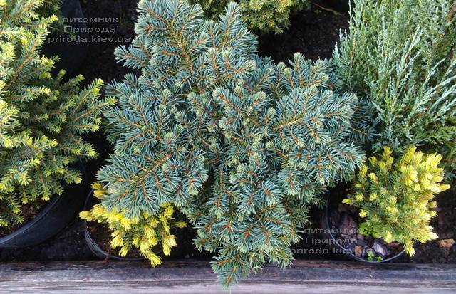 Ялина колюча Вальдбрун (Picea pungens Waldbrunn) ФОТО Розплідник рослин Природа Priroda (224)