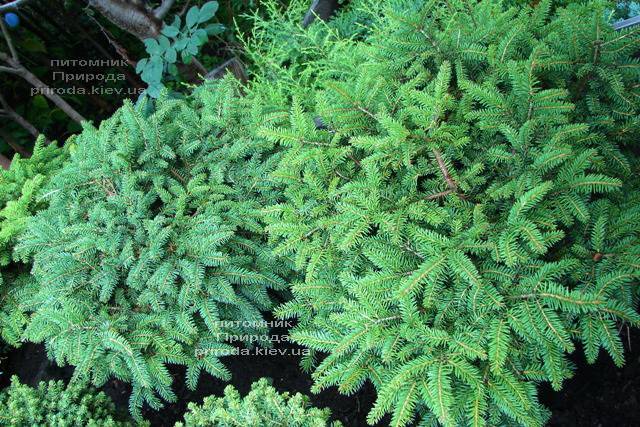 Ель обыкновенная Нидиформис (Picea abies Nidiformis) ФОТО Питомник растений Природа Priroda (218)