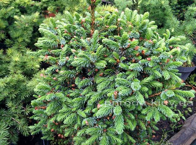 Ель сербская Нана (Picea omorika Nana) ФОТО Питомник растений Природа Priroda (226)