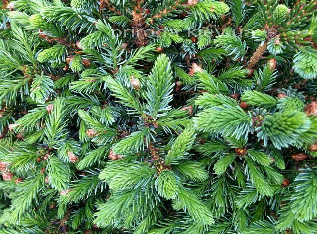 Ель сербская Нана (Picea omorika Nana) ФОТО Питомник растений Природа Priroda (225)