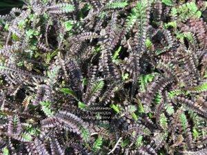 Лептинелла шероховатая (Котула) (Leptinella squalida Platt's Black) ФОТО Питомник растений Природа Priroda (1)
