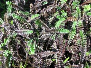 Лептинелла шероховатая (Котула) (Leptinella squalida Platt's Black) ФОТО Питомник растений Природа Priroda (2)