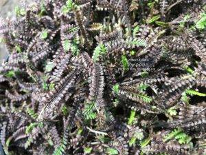 Лептинелла шероховатая (Котула) (Leptinella squalida Platt's Black) ФОТО Питомник растений Природа Priroda (3)