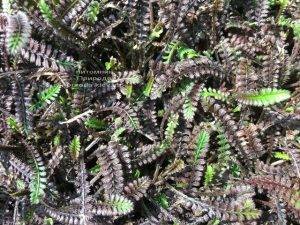 Лептинелла шероховатая (Котула) (Leptinella squalida Platt's Black) ФОТО Питомник растений Природа Priroda (5)