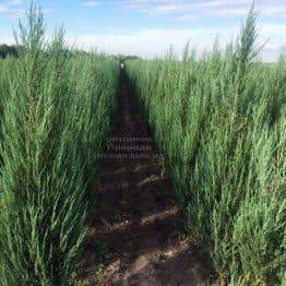 Ялівець скельний Блю Арроу (Блю Ерроу) (Juniperus scopolorum Blue Arrow) ФОТО Розплідник рослин Природа Priroda (213)