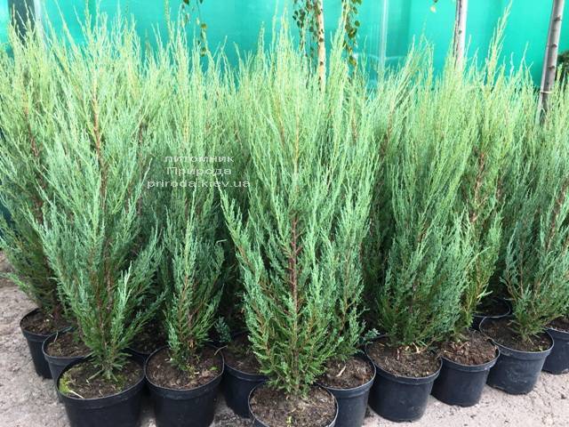 Можжевельник скальный Блю Арроу (Блю Эрроу) (Juniperus scopolorum Blue Arrow) ФОТО Питомник растений Природа Priroda (217)