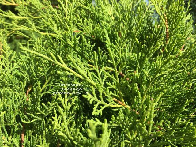 Можжевельник средний Кинг оф Спринг (Juniperus media King of Spring) ФОТО Питомник растений Природа Priroda (221)