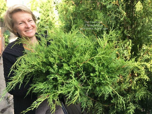 Можжевельник средний Кинг оф Спринг (Juniperus media King of Spring) ФОТО Питомник растений Природа Priroda (223)