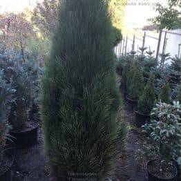 Сосна чорна Грін Тауер (Pinus nigra Green Tower) ФОТО Розплідник рослин Природа Priroda (109)