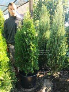 Туя западная колоновидная Колумна (Thuja occidentalis Columna) ФОТО Питомник растений Природа Priroda (78)