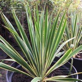 Юкка нитчатая (Yucca filamentosa) з строкатим листям ФОТО Розплідник рослин Природа Priroda (12)