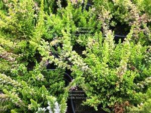 Вереск обыкновенный (Calluna vulgaris) ФОТО Питомник растений Природа Priroda (26)