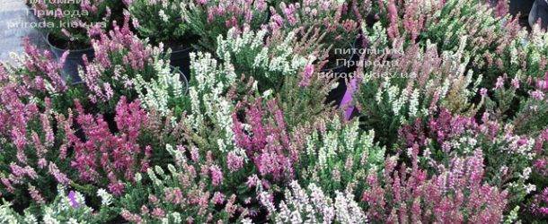 Вереск обыкновенный (Calluna vulgaris) ФОТО Питомник растений Природа Priroda (33)