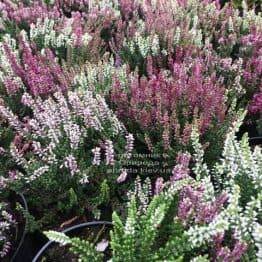 Вереск обыкновенный (Calluna vulgaris) ФОТО Питомник растений Природа Priroda (34)